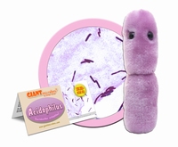 Acidophilus