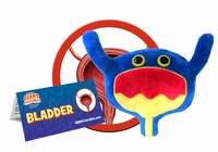 Bladder