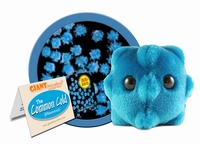 Common Cold