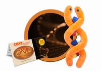 DNA