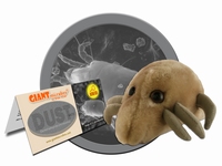 Dust Mite