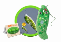 Euglena