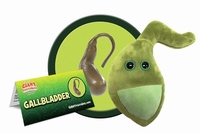 Gallbladder