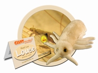 Louse