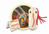Salmonella