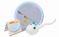 Sperm Cell