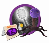 T4