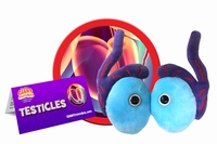 Testicles
