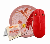 Typhoid Fever