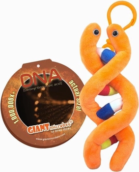 DNA Key Chain
