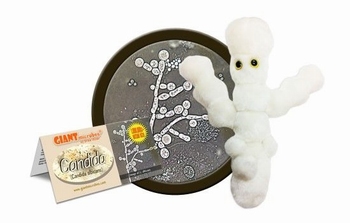 Candida