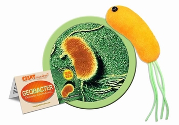 Geobacter