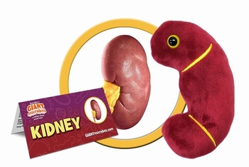 Kidney