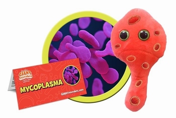 Mycoplasma