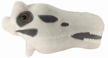 Diplodocus Skull