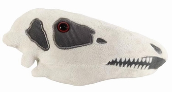 Stegosaurus Skull