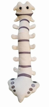 Spine