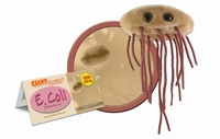 E. Coli Key chain