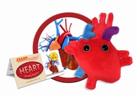 Heart organ