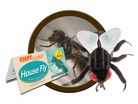 House Fly