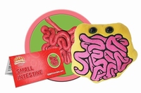 Small Intestine