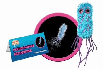 Pseudomonas Aeruginosa