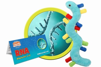 RNA