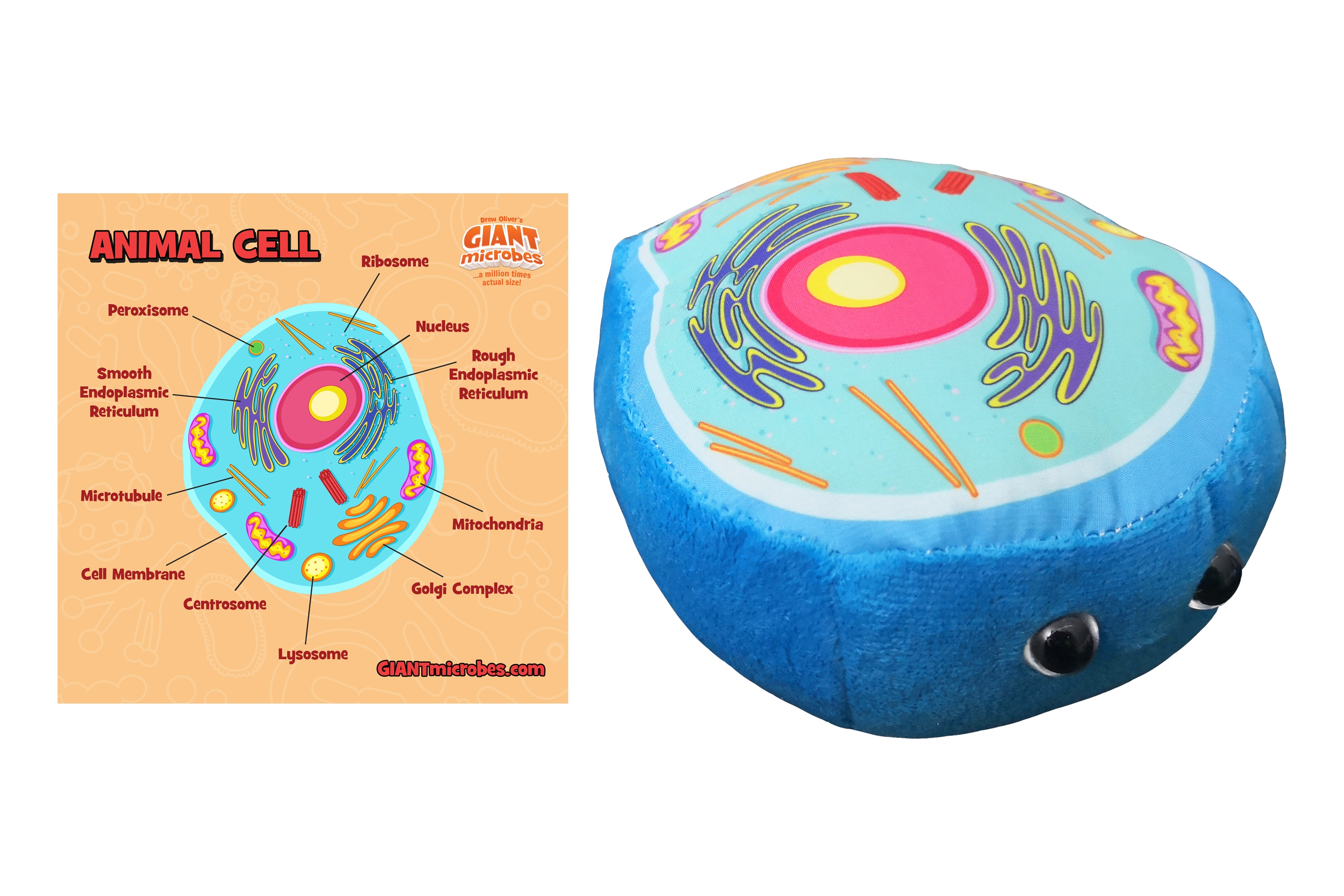 Cell Biology